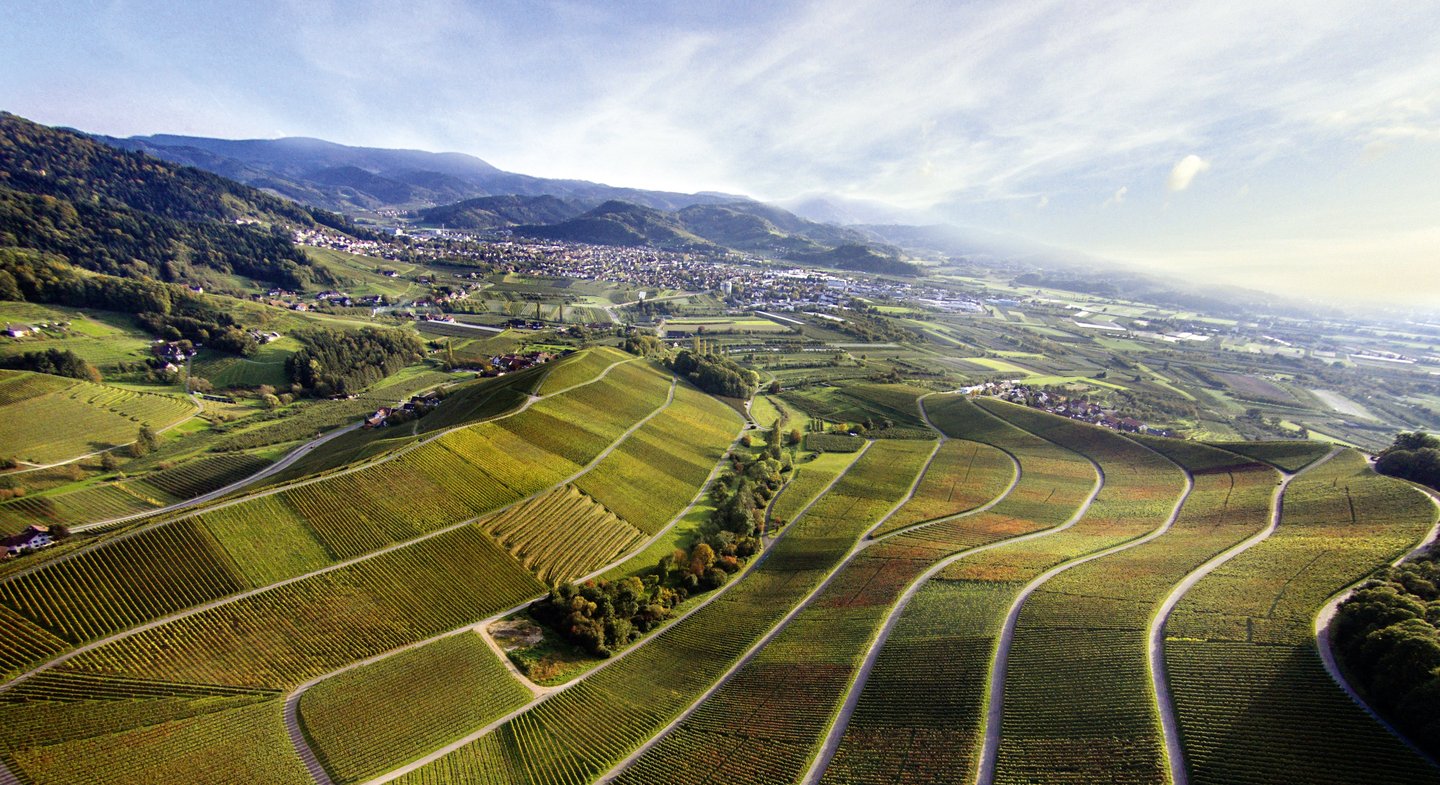 Weinreben Oberkircher Winzer