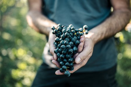 Oberkircher Winzer bei der Weinernte
