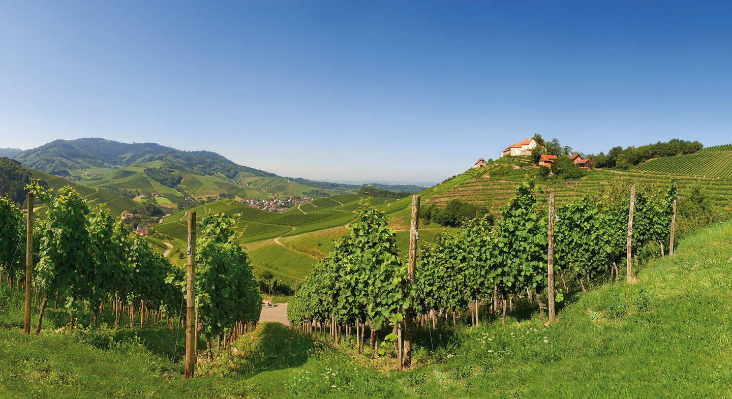 Weinberge Durbach