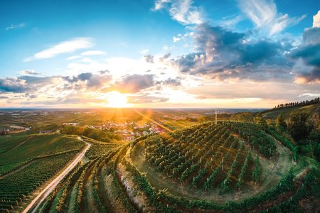 Rebland von Oberkircher Winzer